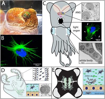 The Role of Hemocytes in the Hawaiian Bobtail Squid, Euprymna scolopes: A Model Organism for Studying Beneficial Host–Microbe Interactions